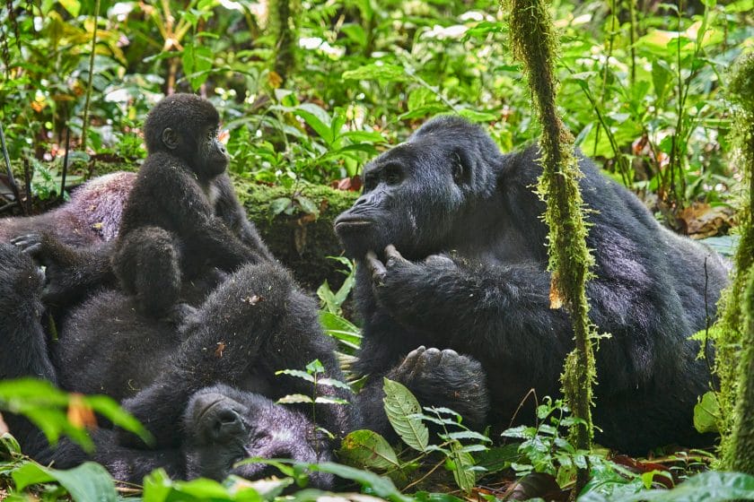 Family of gorillas in Uganda | Photo credits: Nkuringo Bwindi Gorilla Lodge