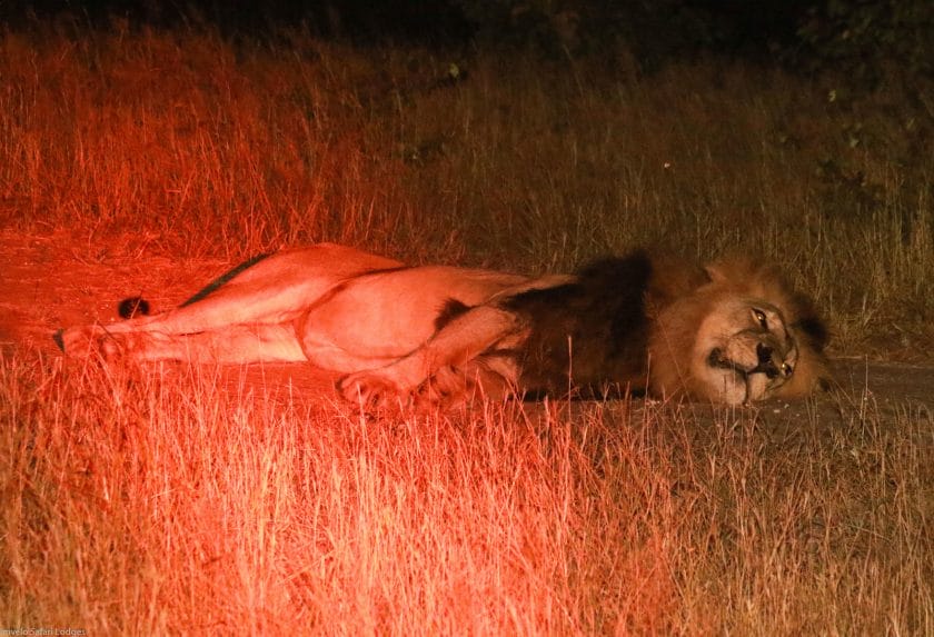 lion_spotted_on_a_night_Drive