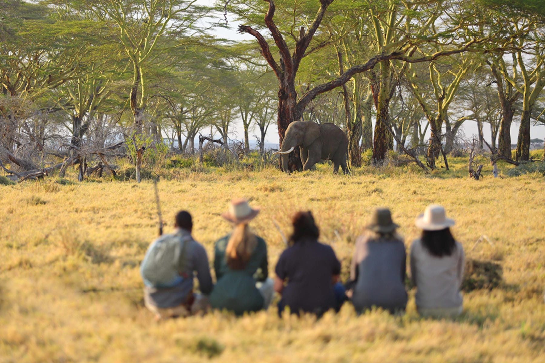 Luxury Migration Safari in November and December in Tanzania (HerdTracker)  (11 days)