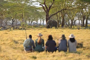 wildebeest migration safari in kenya