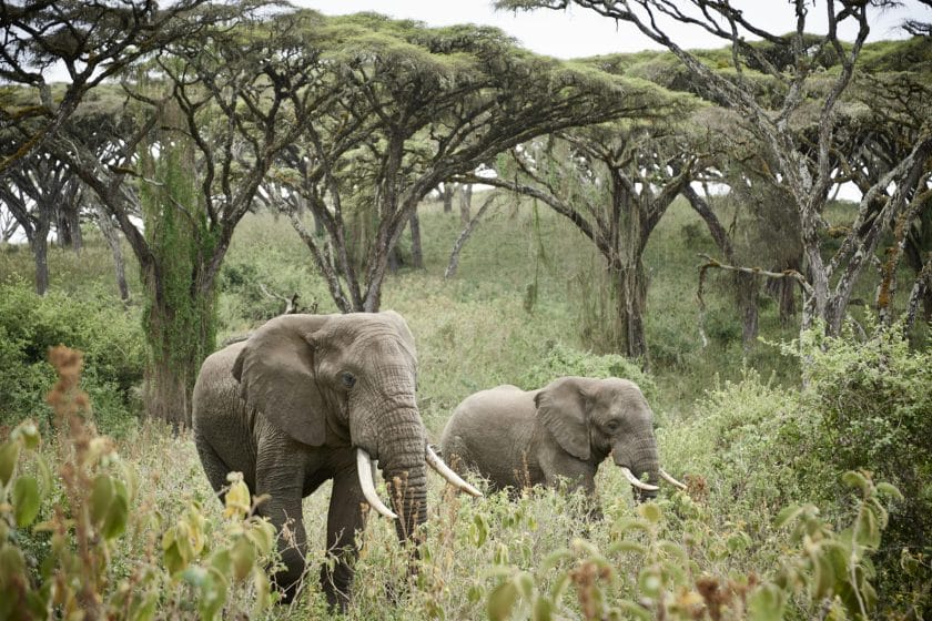 Elephants in the Ngorongoro Conservation Area, Tanzania.