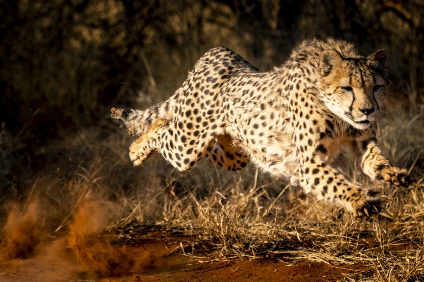 Cheetah running in Namibia.