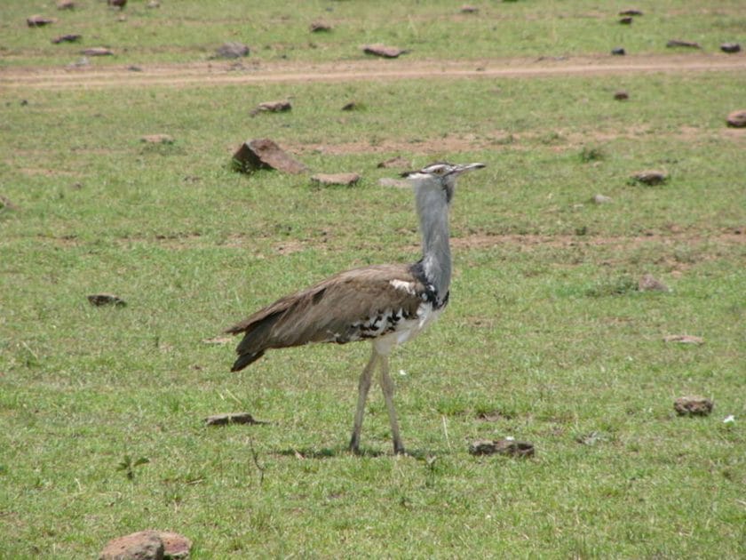 kori bustard strolling in Botswana