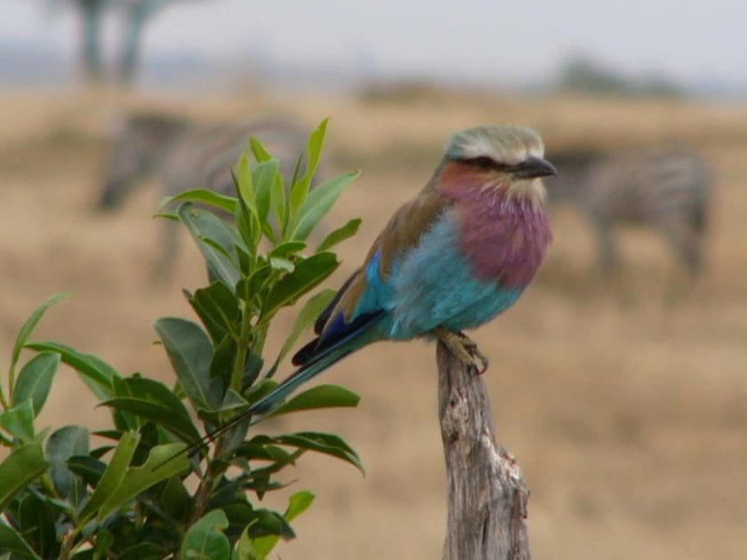 A lilac breasted roller sitting on a tree