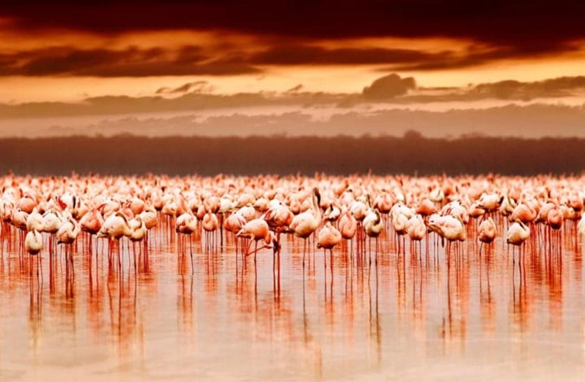 Flamingos at Lake Manyara, Tanzania.