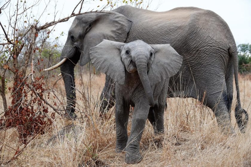 Elephant and a Calf