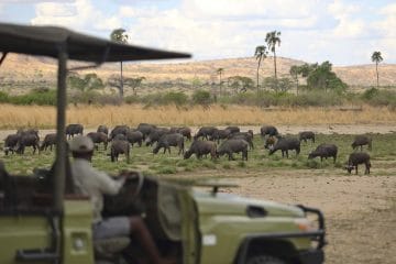 selous game reserve safari
