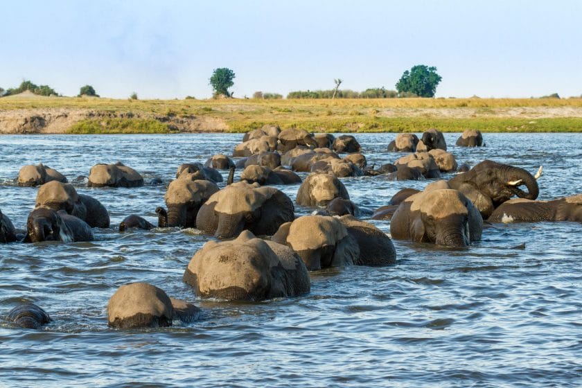 Elephants in the Chobe River | Photo credit: Chobe Game Lodge
