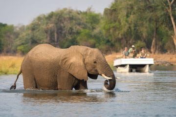 african safari in december